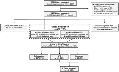 Frequency and impact on renal transplant outcomes of urinary tract infections due to extended-spectrum beta-lactamase-producing Escherichia coli and Klebsiella species